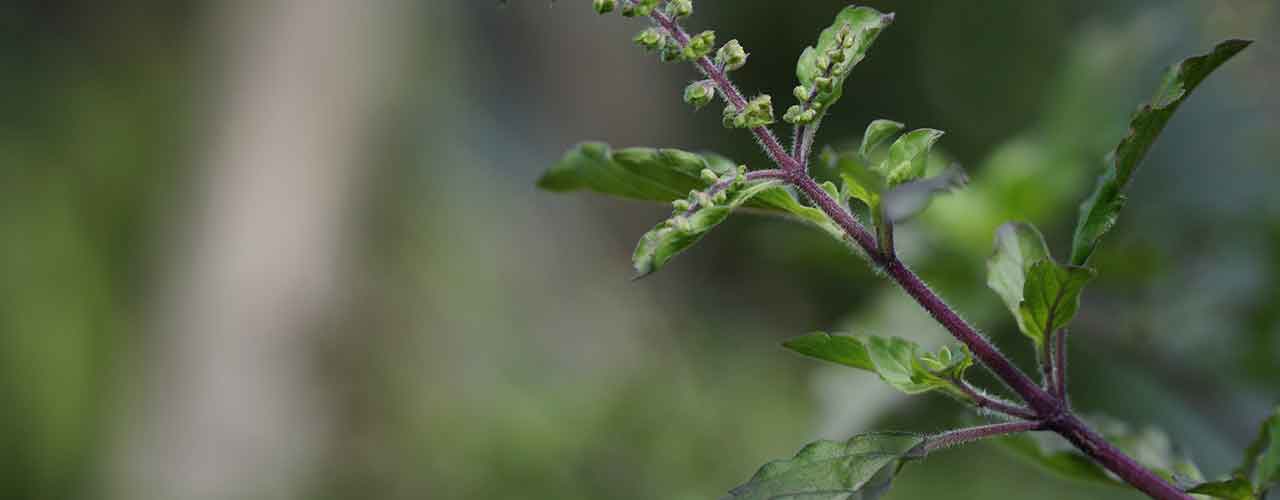 tulsi-Beeer