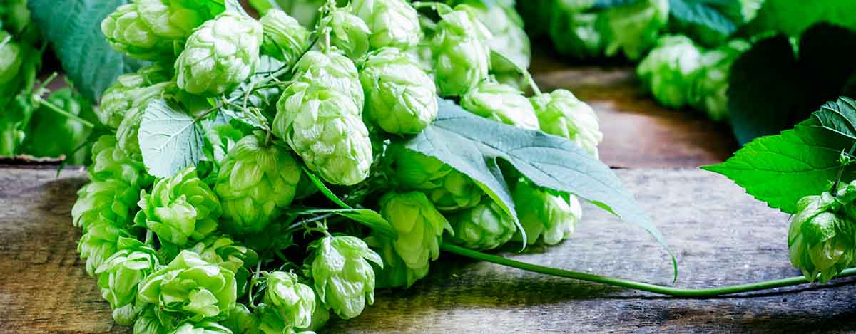 local demands for hops shoots within india