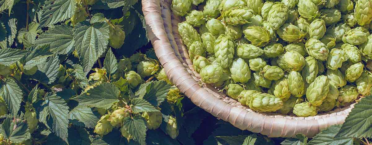 why has hops cultivation in india become a big hit