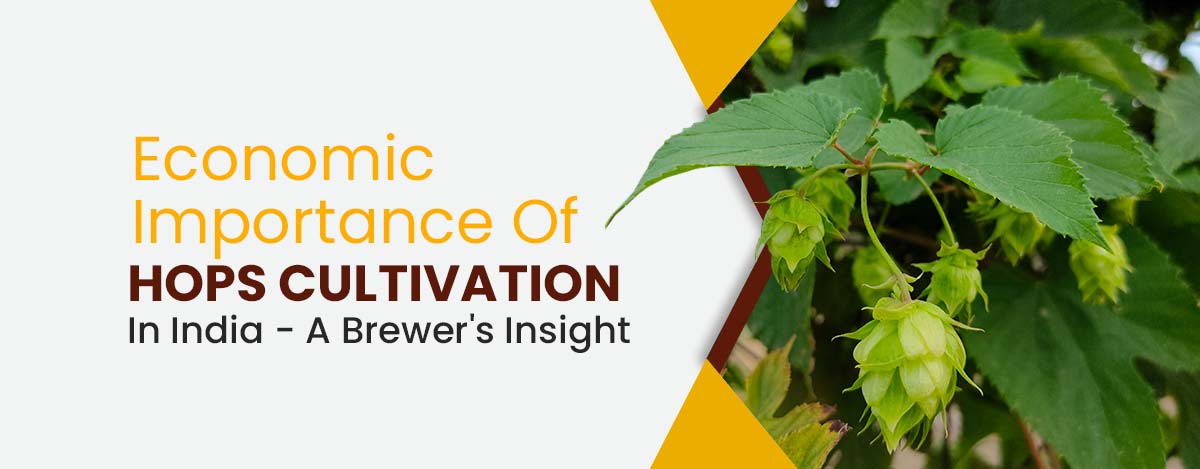 https://www.microbreweryindia.com/wp-content/uploads/2022/10/economic-importance-of-hops-cultivation-in-india.jpg
