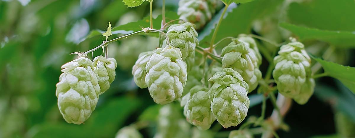 land-and-soil-requirements-for-hops
